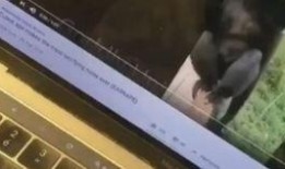 最新爆料蛇叔是谁啊视频,最新爆料，蛇叔身份大揭秘！